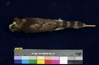 鳳頭蒼鷹藏品圖，第4張